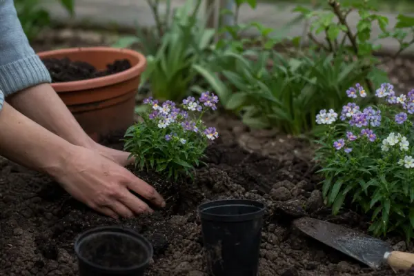 Nemesia strumosa – plantare și îngrijire pas cu pas
