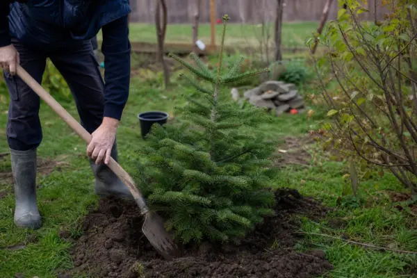 Brad de Crăciun (Abies nordmanniana) – condiții de creștere, plantare și îngrijire