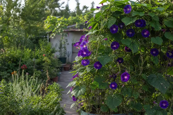 Zorele (Ipomoea purpurea) – plantare, îngrijire și greșeli de evitat