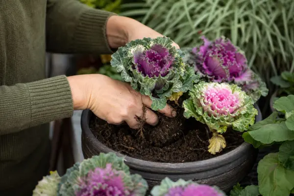 Varza ornamentală (Brassica oleracea): plantare și îngrijire