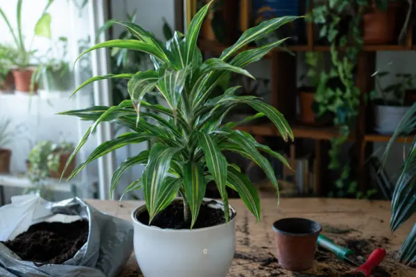 Trestia fericirii (Dracaena fragrans) – plantare și îngrijire pas cu pas