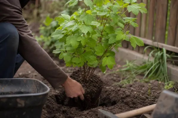 Călin (Viburnum opulus) – sfaturi de plantare și îngrijire