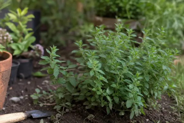 Oregano (Origanum vulgare) – plantare, udare și întreținere