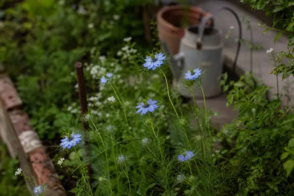 Chica voinicului (Nigella damascena) – tot ce trebuie să știi despre plantare și îngrijire