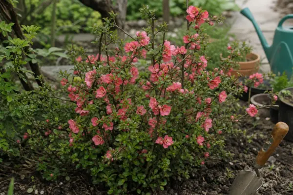 Gutui japonez (Chaenomeles japonica) – ghid practic de plantare și îngrijire
