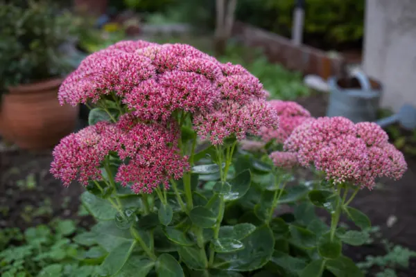 Iarbă grasă (Sedum spectabile) – sfaturi de plantare și îngrijire