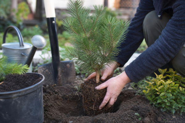 Pin negru (Pinus nigra) – plantare și îngrijire pas cu pas