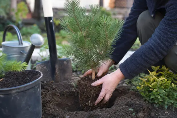 Pin negru (Pinus nigra) – plantare și îngrijire pas cu pas