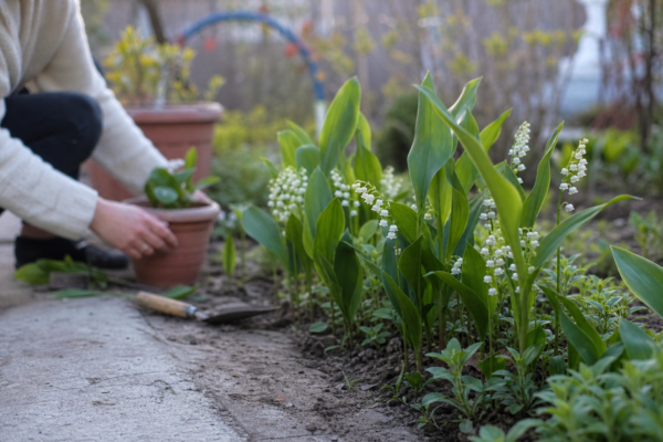 Lăcrămioare (Convallaria majalis) – ghid complet de cultivare și îngrijire