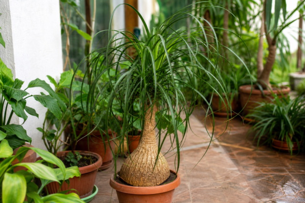 Piciorul elefantului (Beaucarnea recurvata) – sfaturi pentru plantare, creștere și întreținere