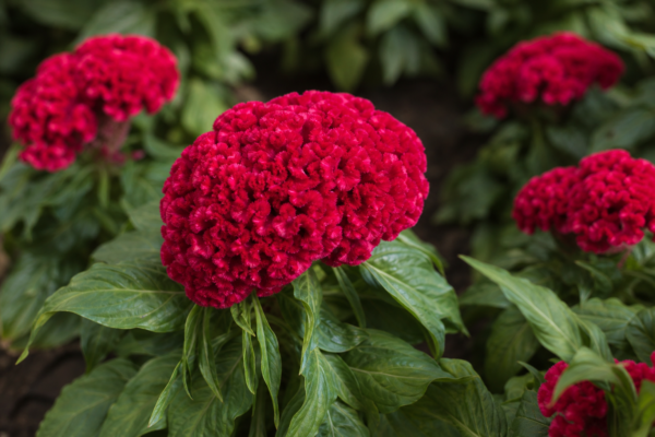 Celosia sau creasta cocoșului (Celosia cristata): cum se plantează și se îngrijește