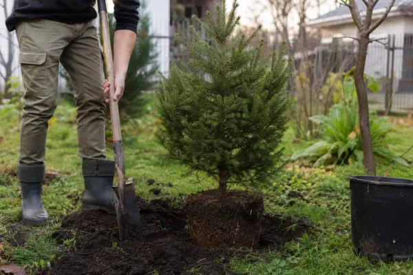 Molid (Picea abies) – sfaturi pentru plantare, creștere și întreținere