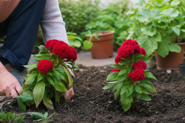 Creasta cocoșului (Celosia cristata) – plantare, îngrijire și greșeli de evitat