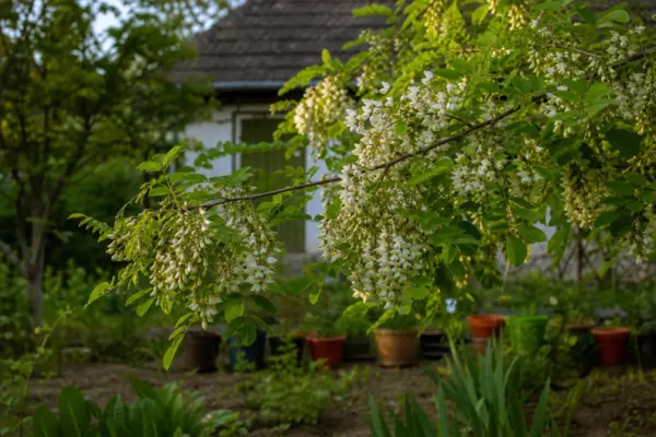 Salcâm (Robinia pseudoacacia) – plantare, îngrijire și greșeli de evitat