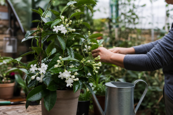 Stephanotis (Stephanotis floribunda) – ghid practic de plantare și îngrijire
