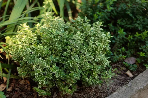 Evonim (Euonymus fortunei) – plantare, udare și întreținere