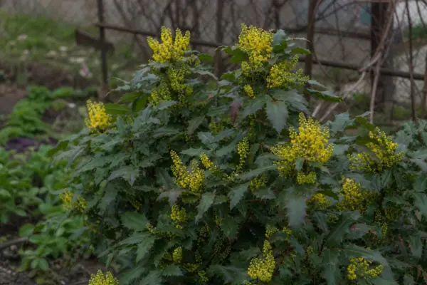 Mahonia (Mahonia aquifolium) – sfaturi pentru plantare, creștere și întreținere