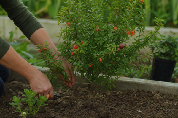 Rodie ornamentală (Punica granatum) – tot ce trebuie să știi despre plantare și îngrijire