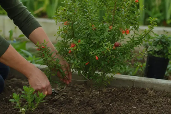 Rodie ornamentală (Punica granatum) – tot ce trebuie să știi despre plantare și îngrijire