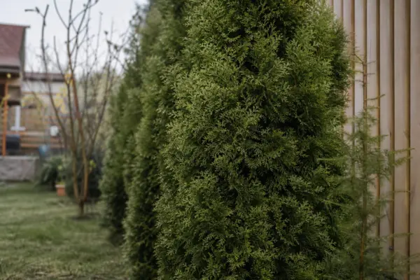Leylandii (Cupressocyparis leylandii) – ghid complet de cultivare și îngrijire