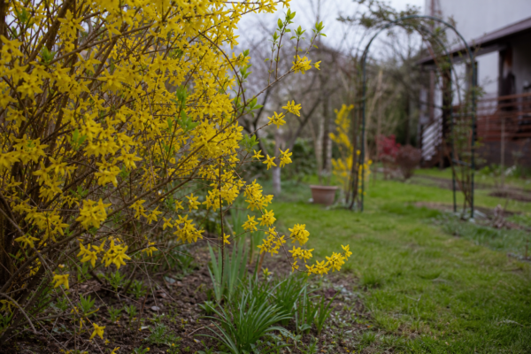 Forsythia intermedia – sfaturi de plantare și îngrijire