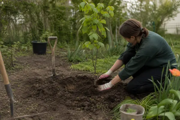 Tei (Tilia cordata) – plantare și îngrijire pas cu pas