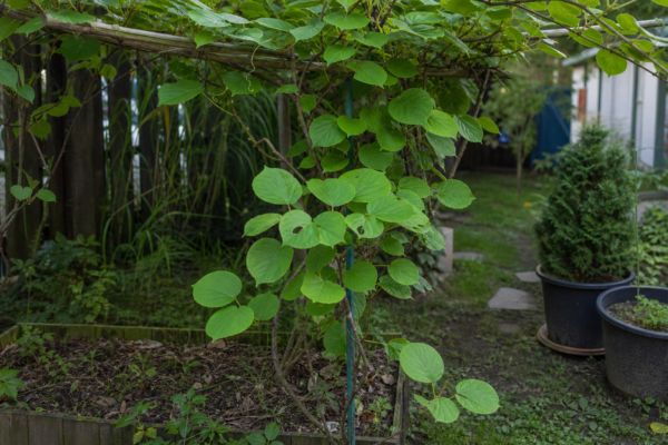Kiwi (Actinidia arguta) – plantare, îngrijire și greșeli de evitat