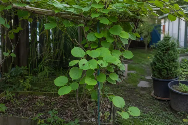 Kiwi (Actinidia arguta) – plantare, îngrijire și greșeli de evitat