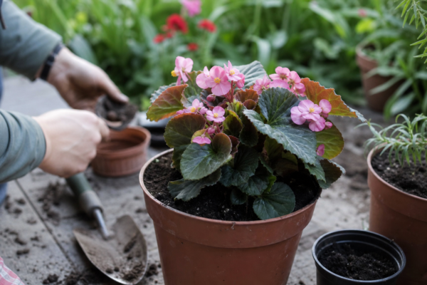 Begonie de grădină (Begonia semperflorens) – plantare, îngrijire și greșeli de evitat