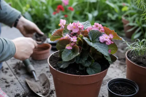 Begonie de grădină (Begonia semperflorens) – plantare, îngrijire și greșeli de evitat