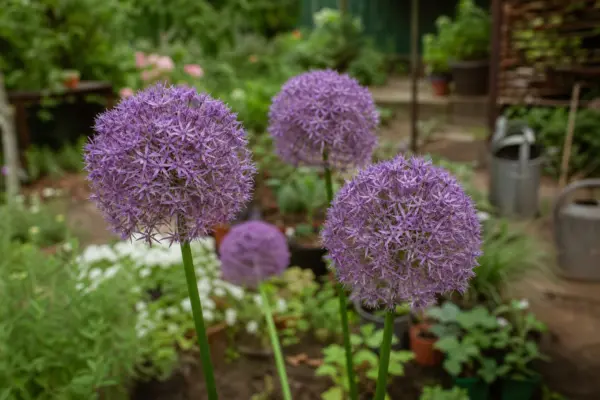 Allium ornamental (Allium giganteum) – plantare, udare și întreținere