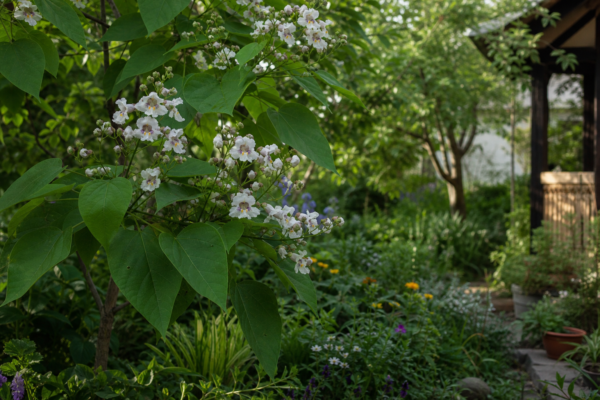 Catalpa bignonioides – condiții de creștere, plantare și îngrijire