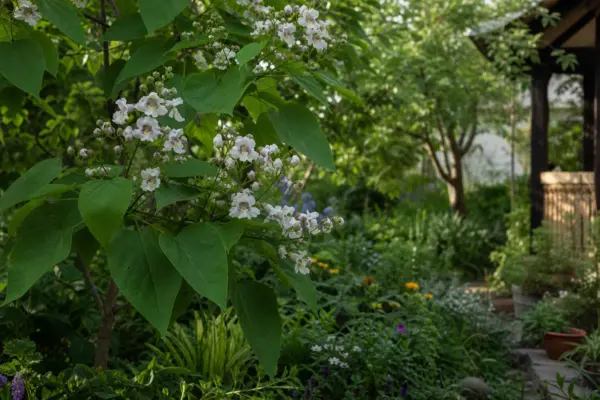 Catalpa bignonioides – condiții de creștere, plantare și îngrijire