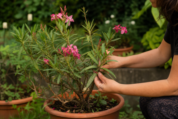 Oleandru (Nerium oleander): cum se plantează și cum se îngrijește corect