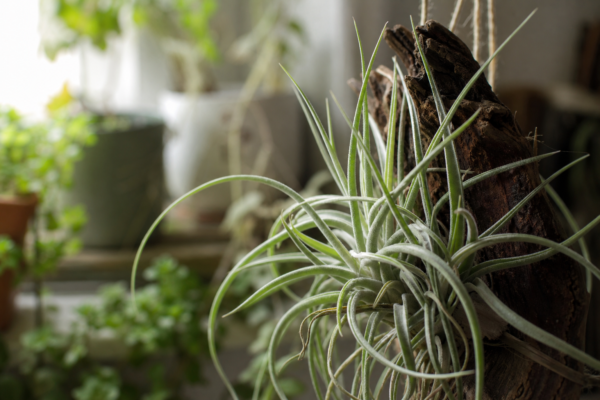 Tillandsia (Tillandsia ionantha) – condiții de creștere, plantare și îngrijire