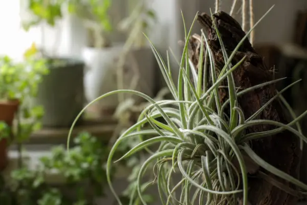 Tillandsia (Tillandsia ionantha) – condiții de creștere, plantare și îngrijire