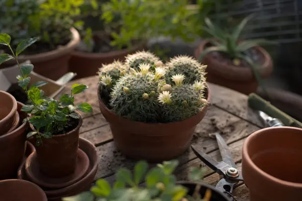 Mammillaria (Mammillaria elongata) – sfaturi de plantare și îngrijire