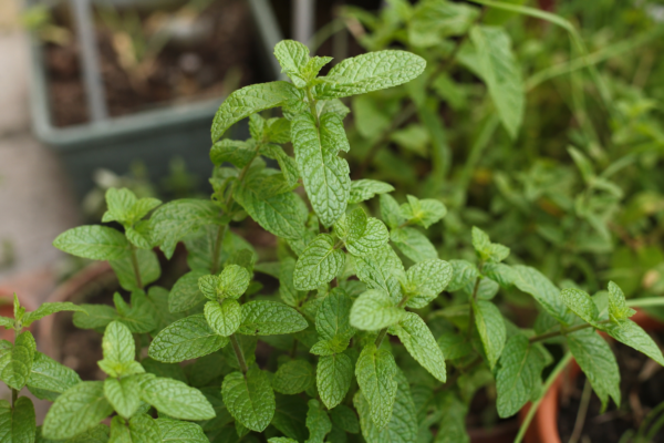 Menta (Mentha piperita) – condiții de creștere, plantare și îngrijire