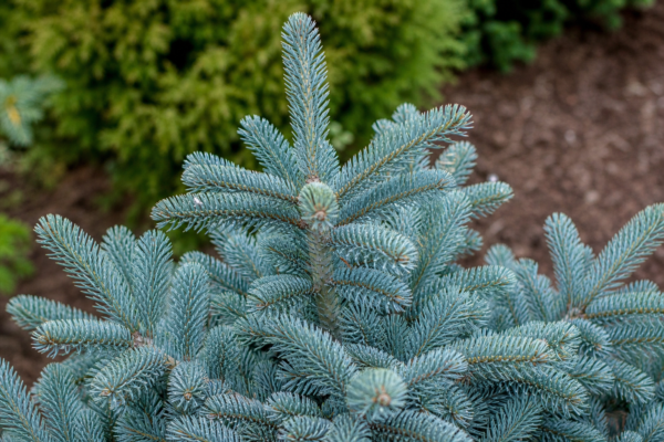 Bradul argintiu (Abies concolor): ghid practic de plantare și întreținere