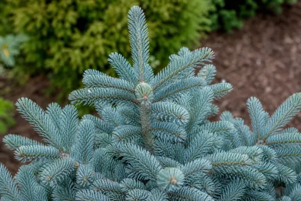 Bradul argintiu (Abies concolor): ghid practic de plantare și întreținere