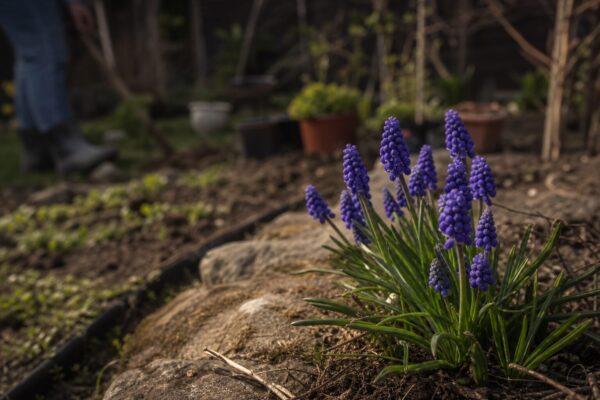 Muscari (Muscari armeniacum) – sfaturi pentru plantare, creștere și întreținere