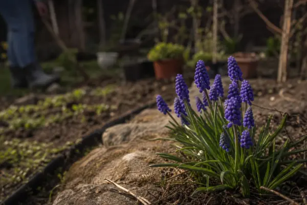Muscari (Muscari armeniacum) – sfaturi pentru plantare, creștere și întreținere