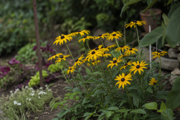 Rudbeckia hirta: ce condiții cere și cum o îngrijești
