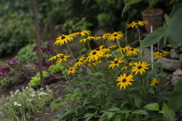 Rudbeckia hirta: ce condiții cere și cum o îngrijești