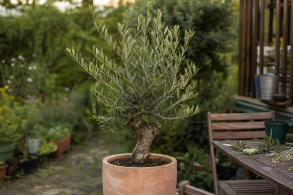 Măslin ornamental (Olea europaea) – condiții de creștere, plantare și îngrijire