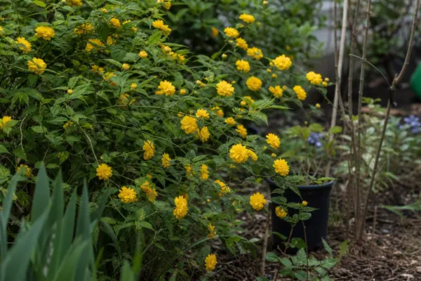 Kerria (Kerria japonica) – plantare și îngrijire pas cu pas