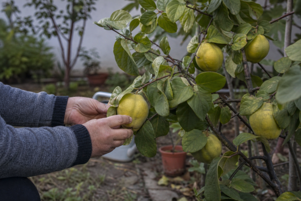 Gutui (Cydonia oblonga): ce condiții cere și cum o îngrijești