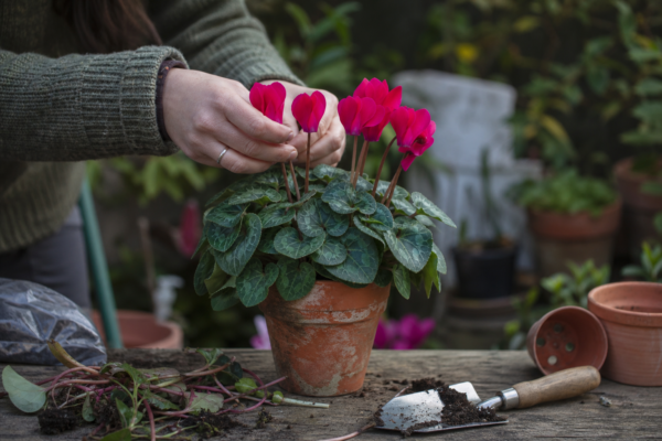 Ciclama (Cyclamen persicum) – de la plantare la întreținerea de zi cu zi