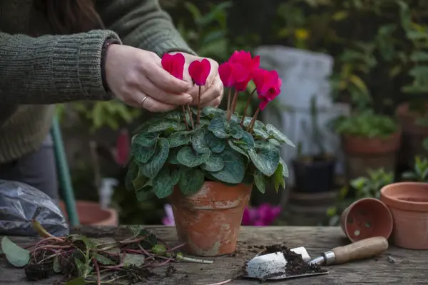 Ciclama (Cyclamen persicum) – de la plantare la întreținerea de zi cu zi