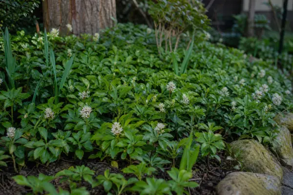 Pachysandra terminalis – condiții de creștere, plantare și îngrijire